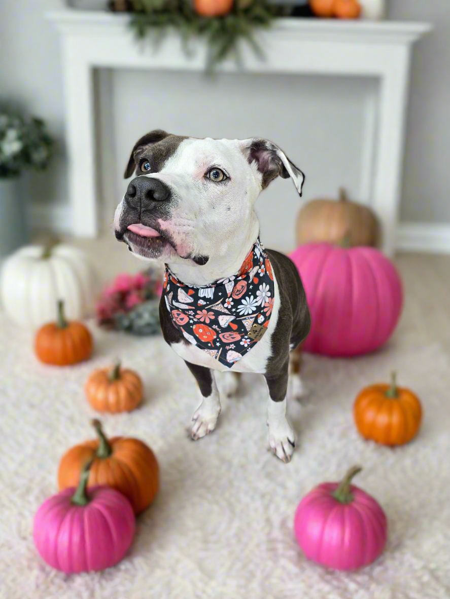 Retro Halloween and PSLs