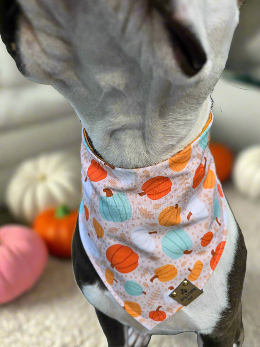 Boho Pumpkins| Hello Pumpkin| Dots| Cozy Cotton Reversible Scrunchie Dog Bandana