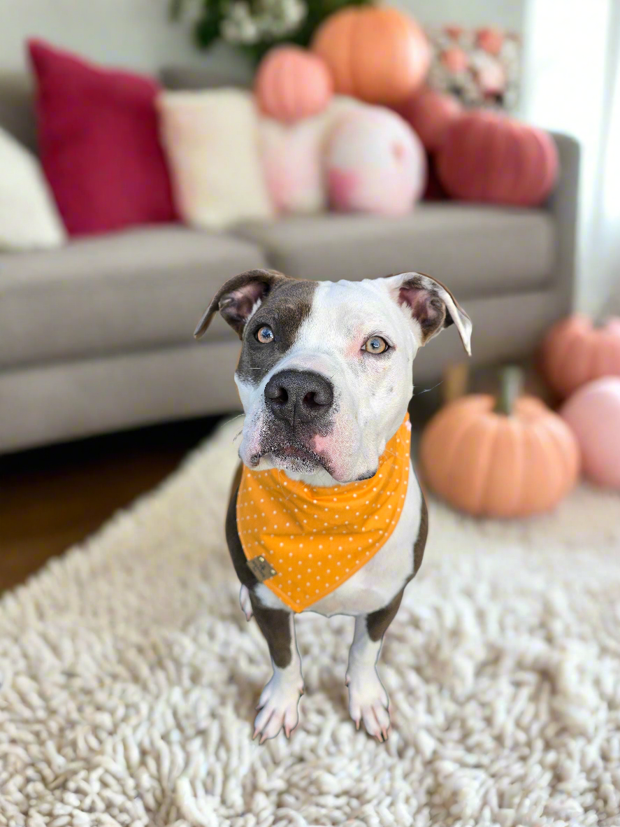 Boho Pumpkins| Hello Pumpkin| Dots| Cozy Cotton Reversible Scrunchie Dog Bandana