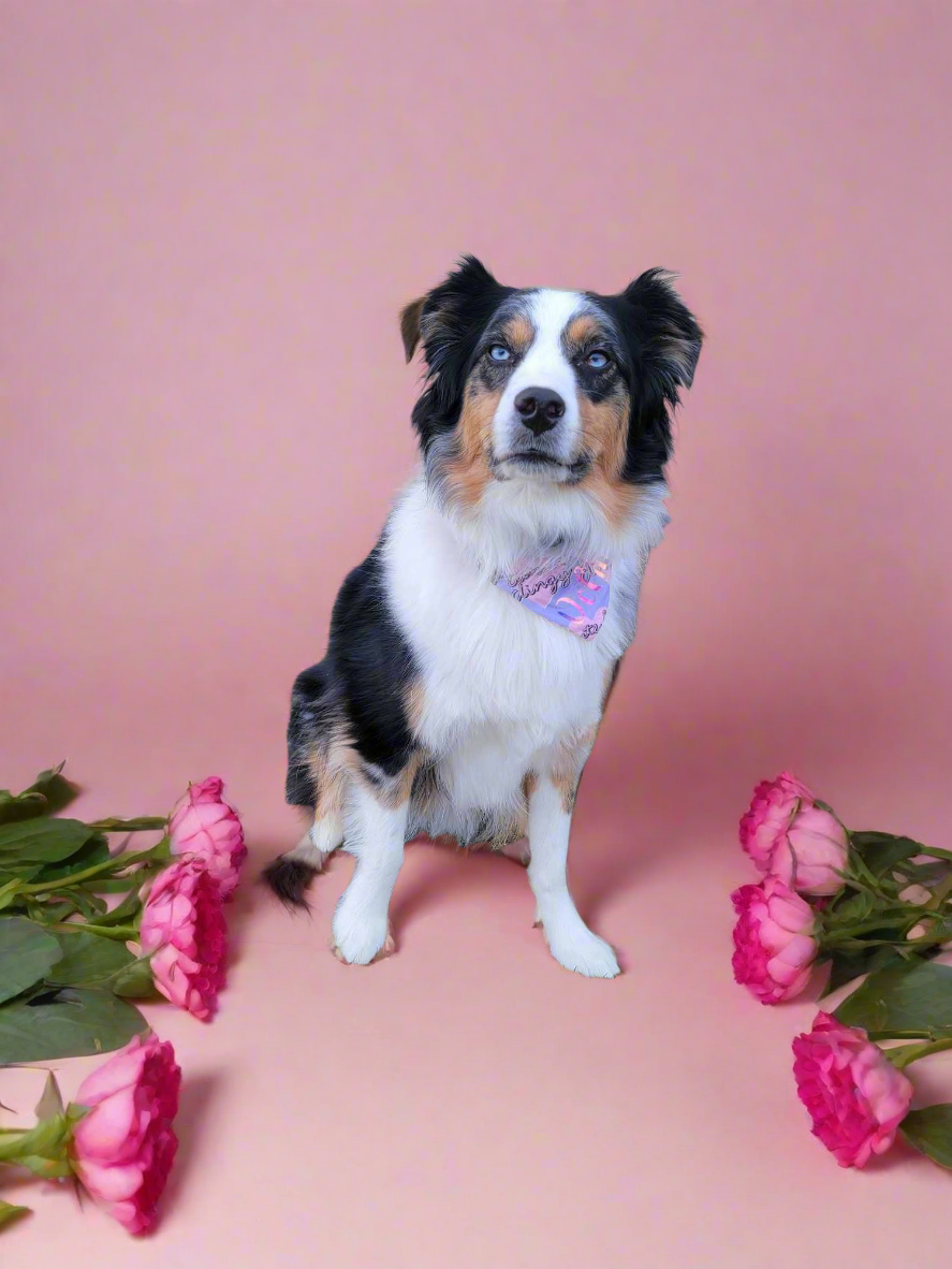 Cute and Clingy Reversible Scrunchie Dog Bandana