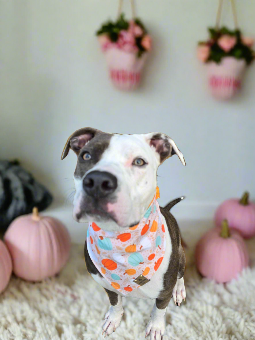 Boho Pumpkins| Hello Pumpkin| Dots| Cozy Cotton Reversible Scrunchie Dog Bandana