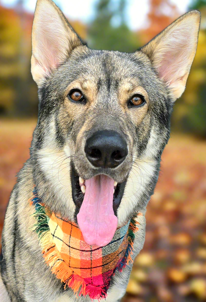 Colorful plaid dog bandana made from high-quality flannel, featuring hand-fringed edges, a secure snap closure, and a faux leather logo tag. Perfect for fall, the bandana showcases a vibrant mix of autumnal colors.