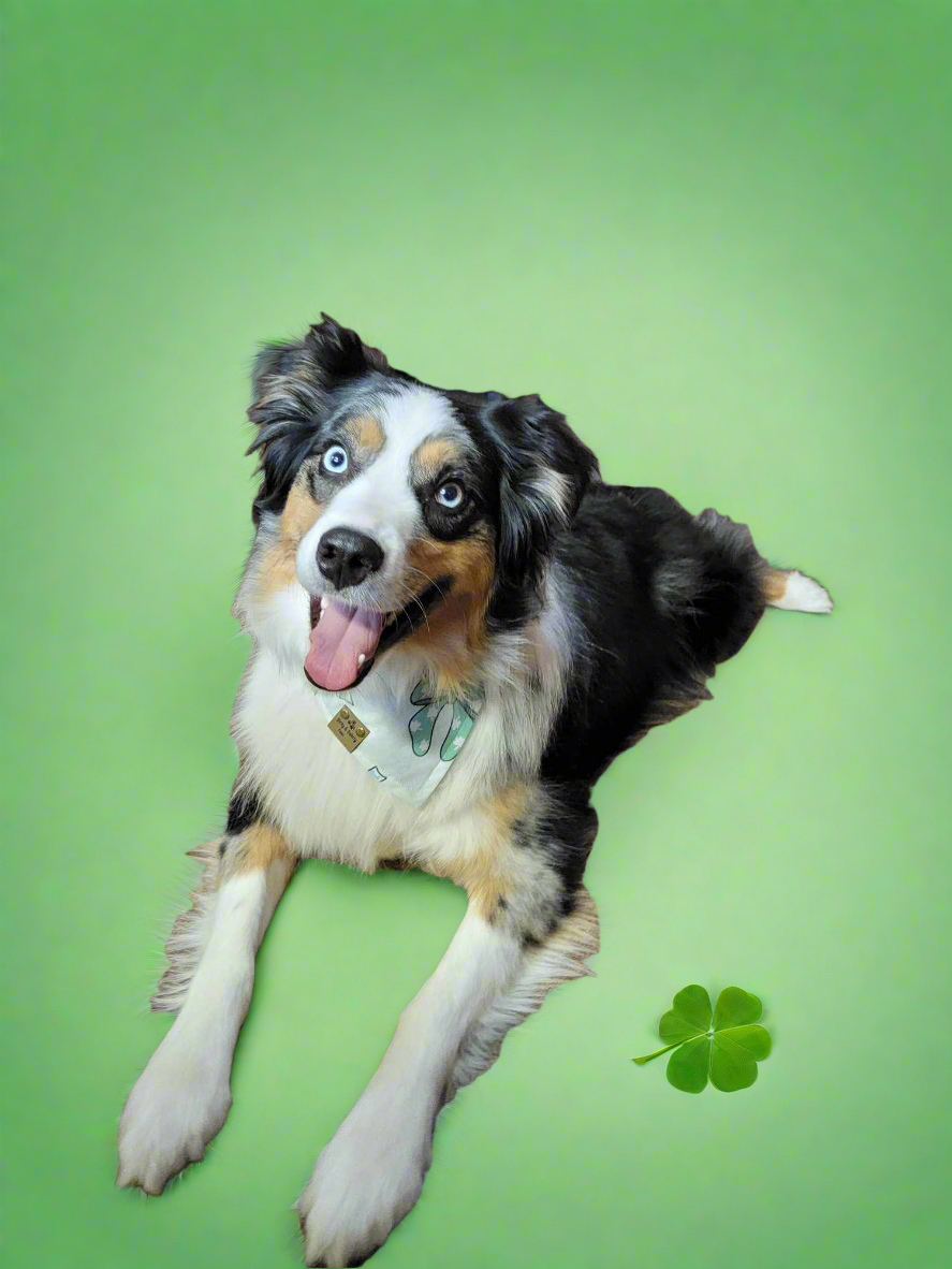 Lucky Bows Reversible Scrunchie Dog Bandana – St. Patrick’s Day Dog Bandana