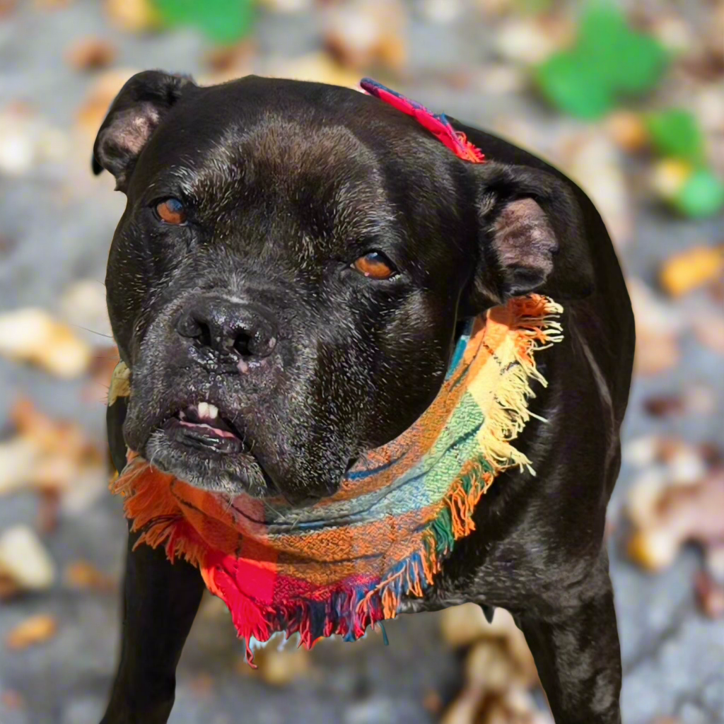 Colorful plaid dog bandana made from high-quality flannel, featuring hand-fringed edges, a secure snap closure, and a faux leather logo tag. Perfect for fall, the bandana showcases a vibrant mix of autumnal colors.