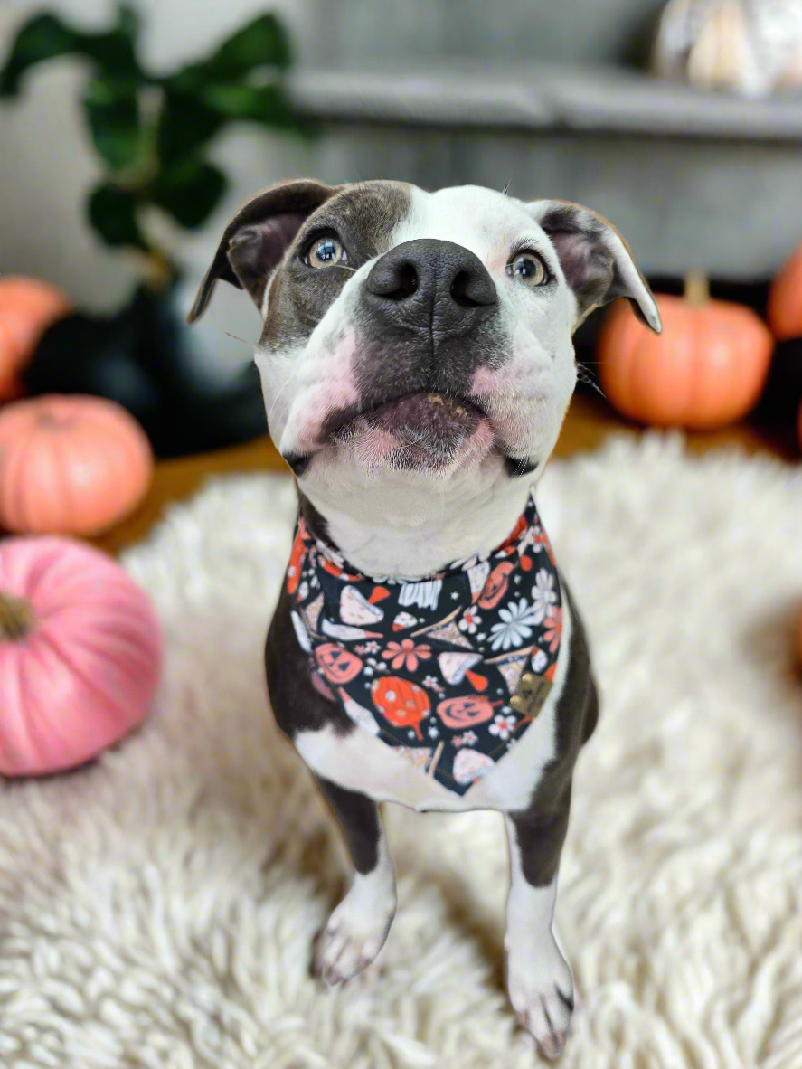 Retro Halloween and PSLs
