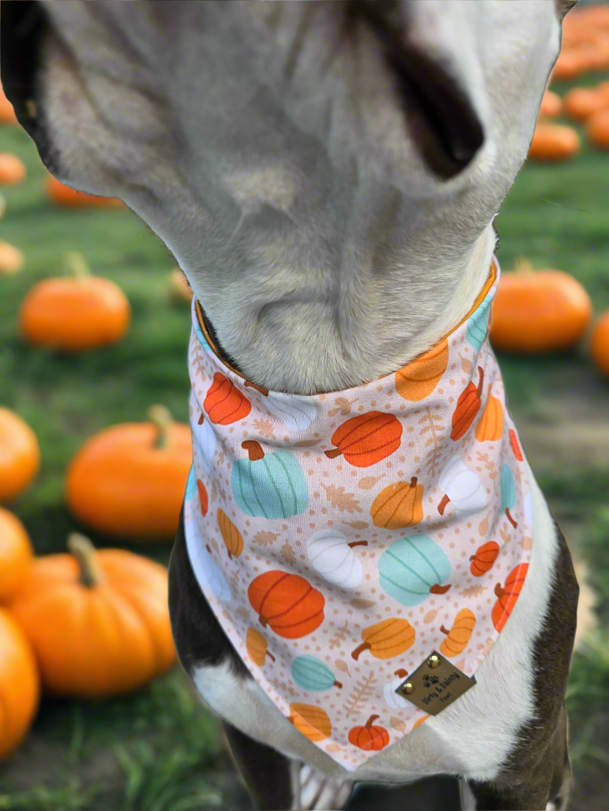 Boho Pumpkins| Hello Pumpkin| Dots| Cozy Cotton Reversible Scrunchie Dog Bandana