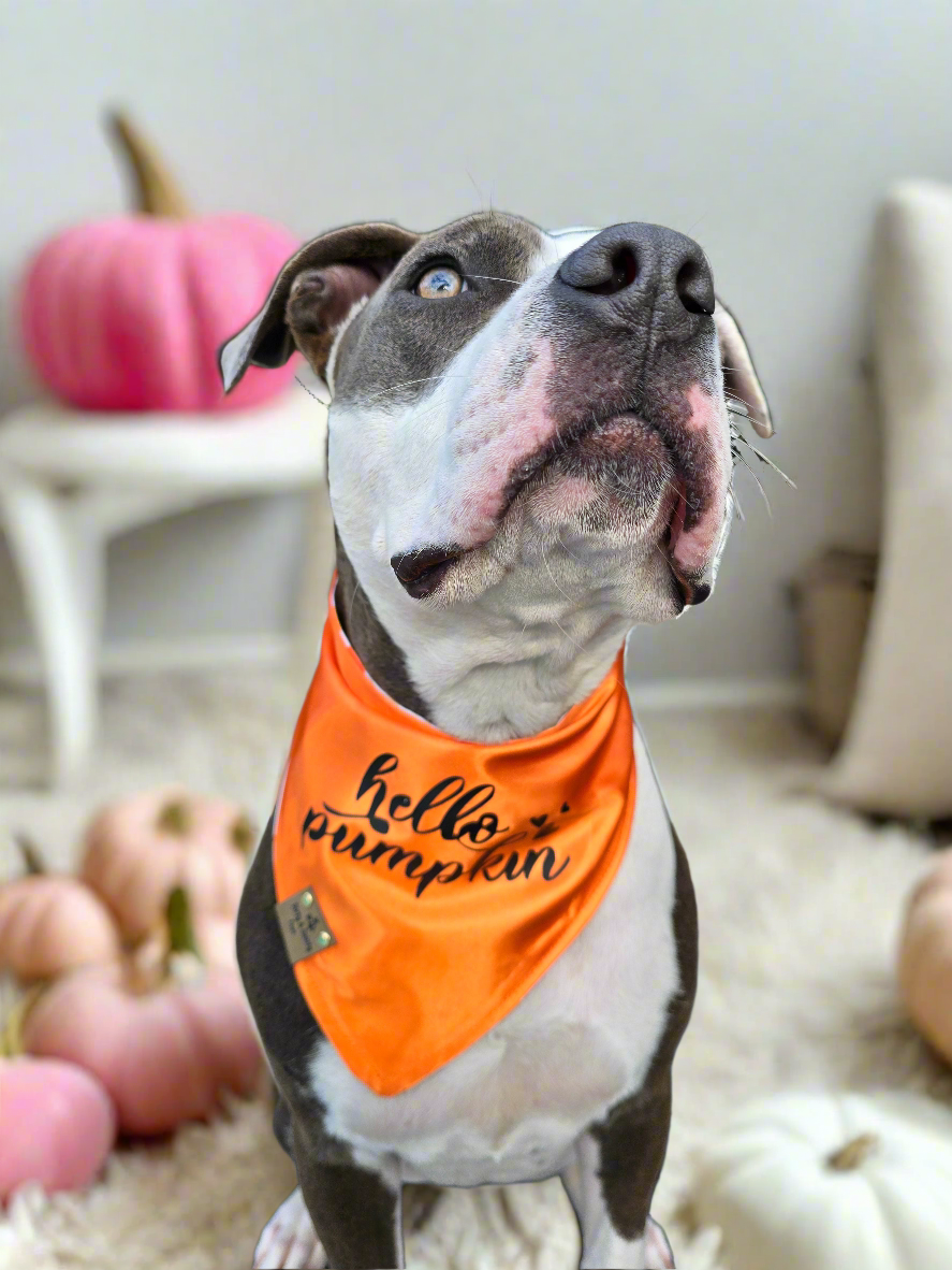 Boho Pumpkins| Hello Pumpkin| Dots| Cozy Cotton Reversible Scrunchie Dog Bandana