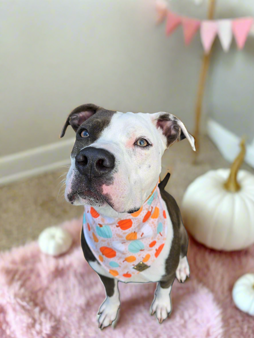 Boho Pumpkins| Hello Pumpkin| Dots| Cozy Cotton Reversible Scrunchie Dog Bandana