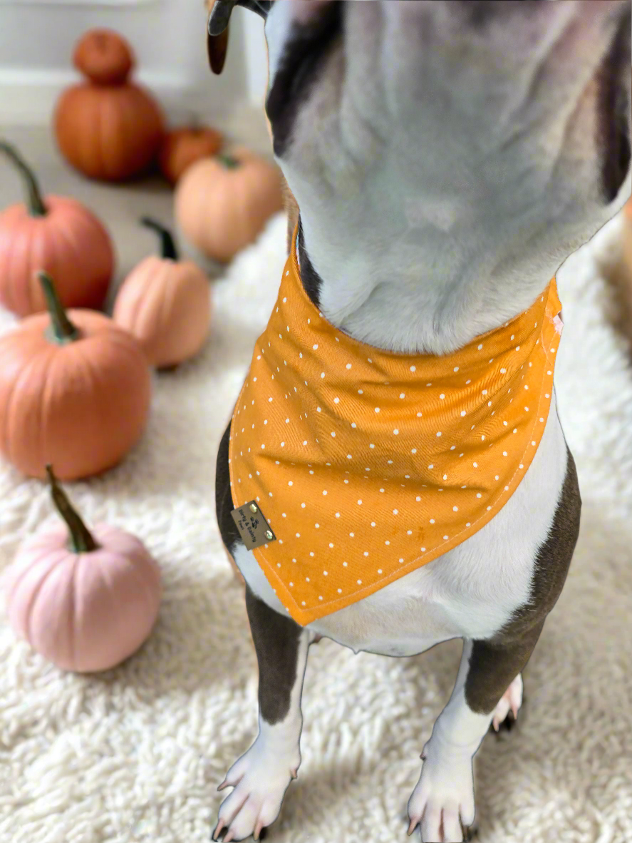 Boho Pumpkins| Hello Pumpkin| Dots| Cozy Cotton Reversible Scrunchie Dog Bandana