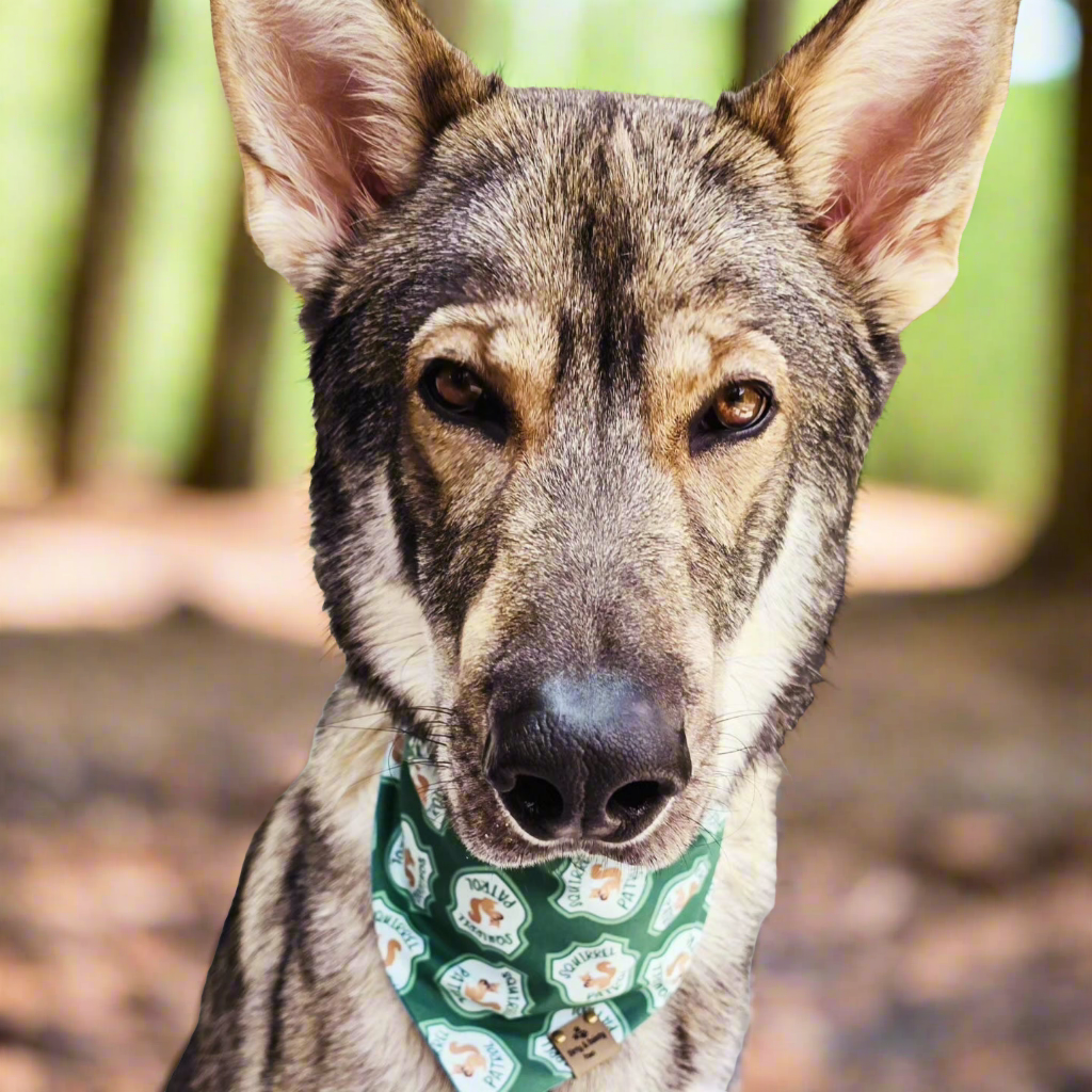 Squirrel Patrol Reversible Scrunchie Dog Bandana