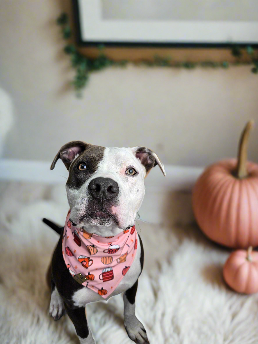 Retro Halloween and PSLs