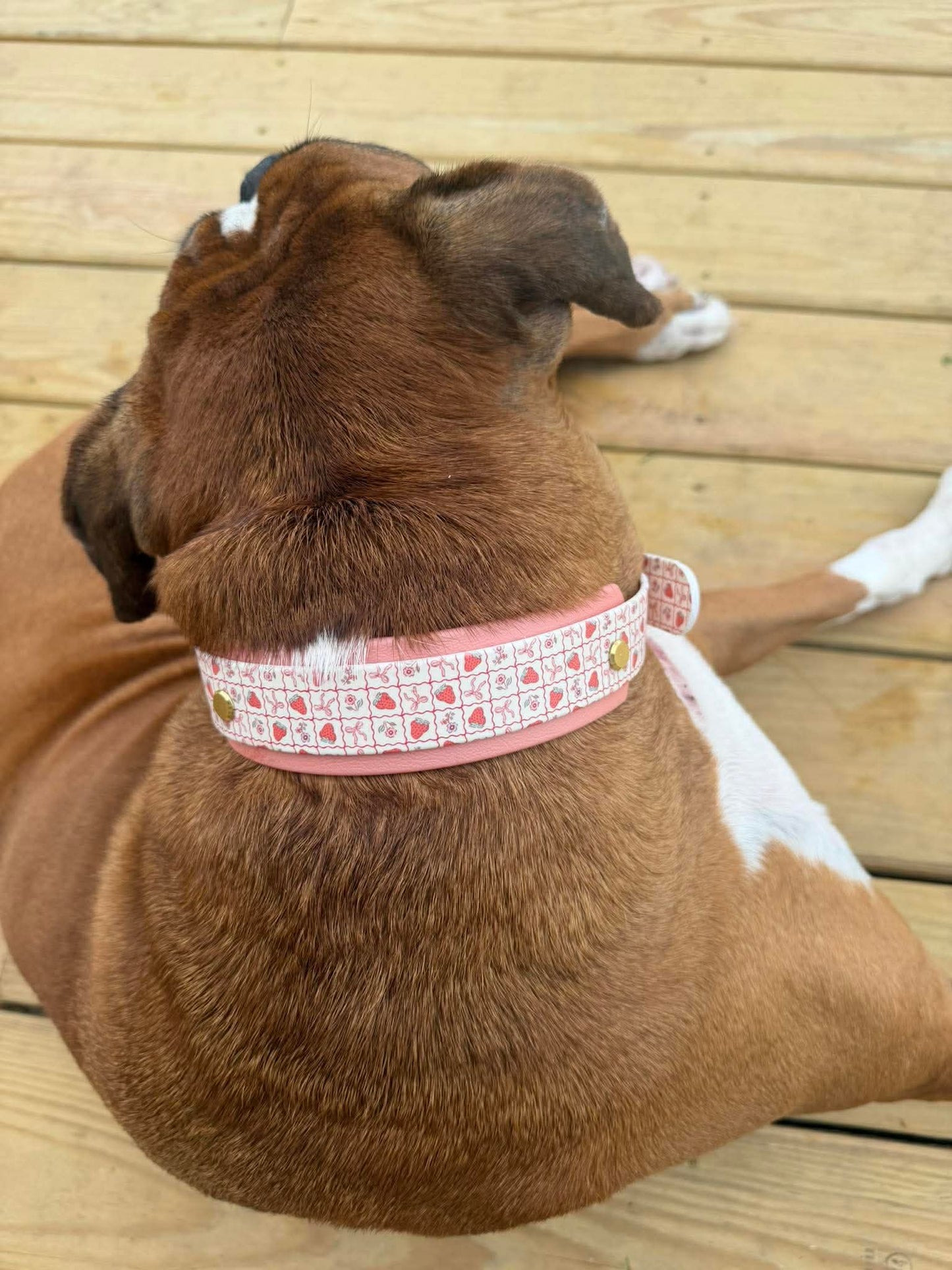 Strawberries & Bows Double Layer Biothane Dog Collar – Waterproof Stinkproof