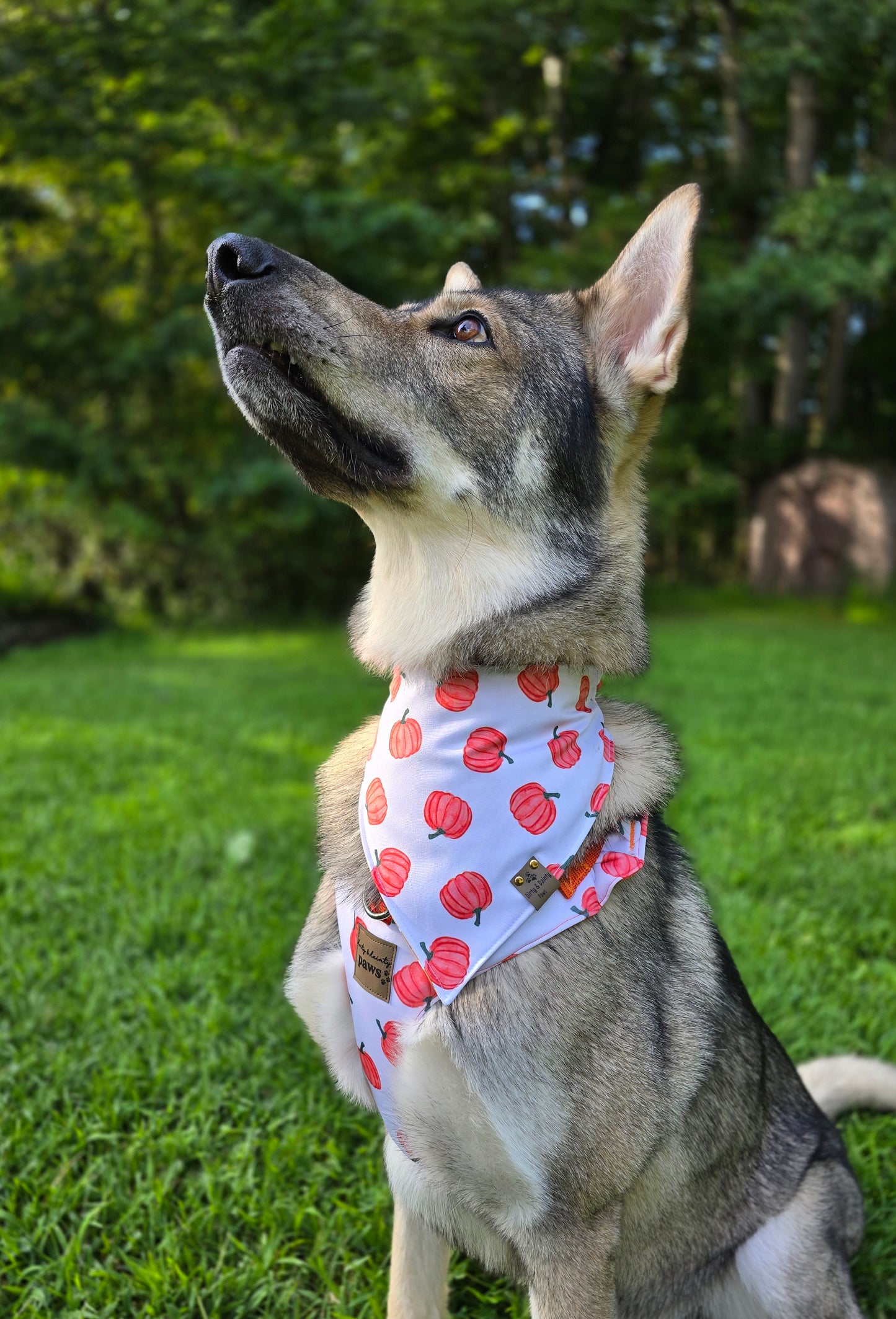 Pumpkin Toss Adjustable Neoprene Dog Chest Harness | 4-Point Adjustable Walking Harness