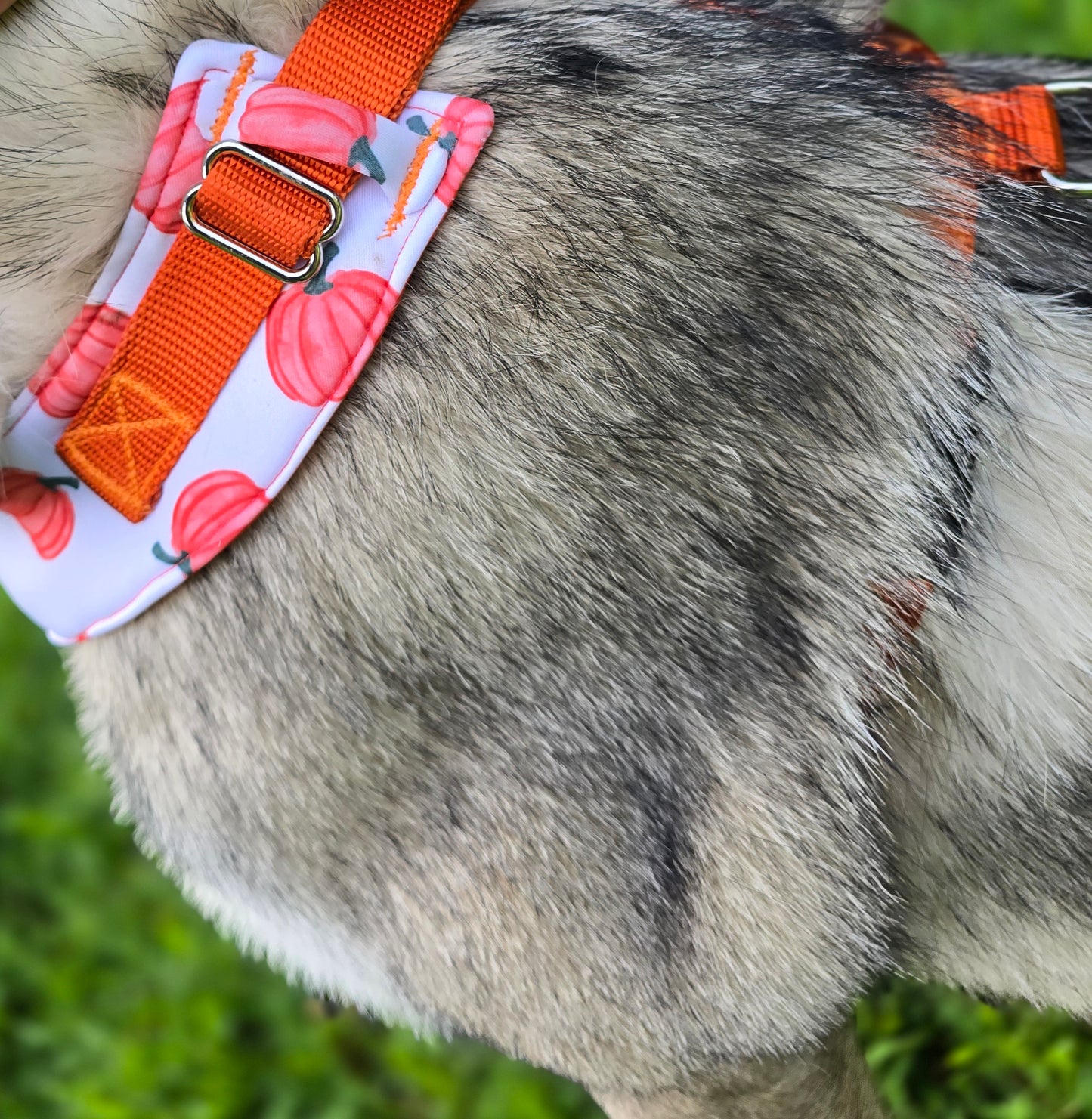 Pumpkin Toss Adjustable Neoprene Dog Chest Harness | 4-Point Adjustable Walking Harness