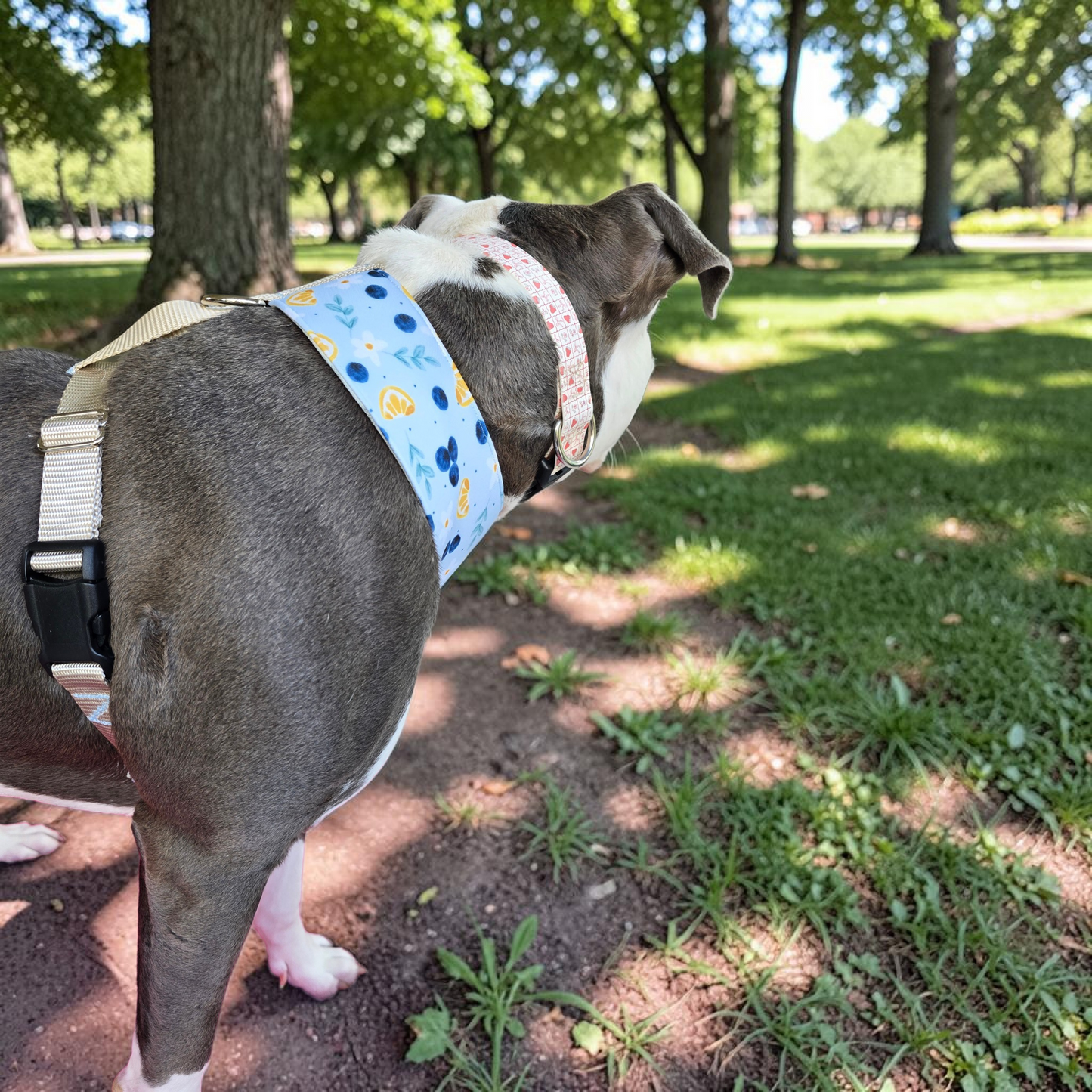 Blueberries and Lemons Neoprene Chest Harness Water Resistant