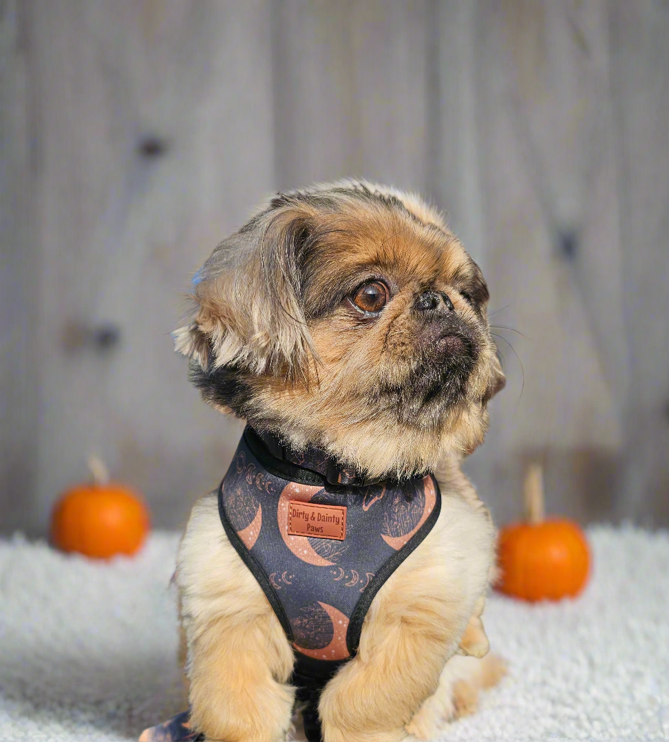 Boho Nights Chest Harness | Comfortable, Durable & Machine Washable