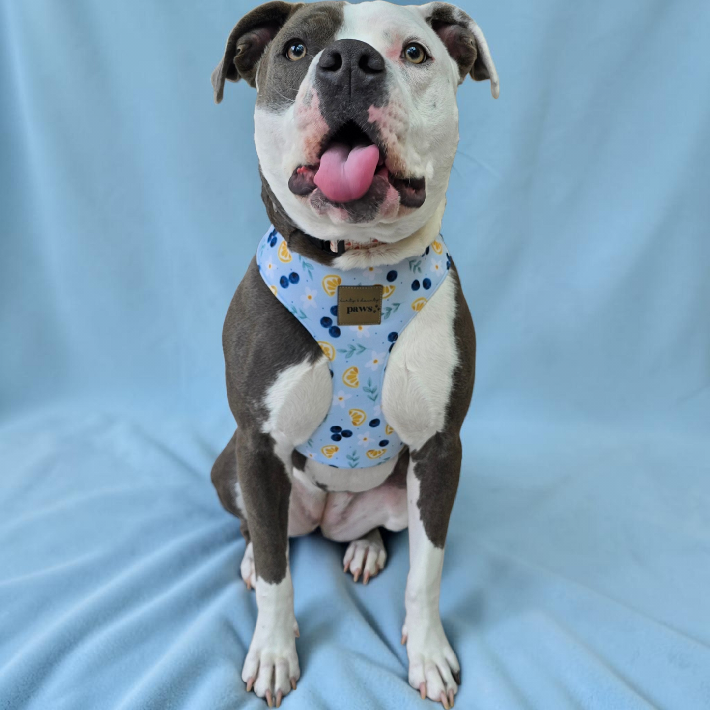 Blueberries and Lemons Neoprene Chest Harness Water Resistant