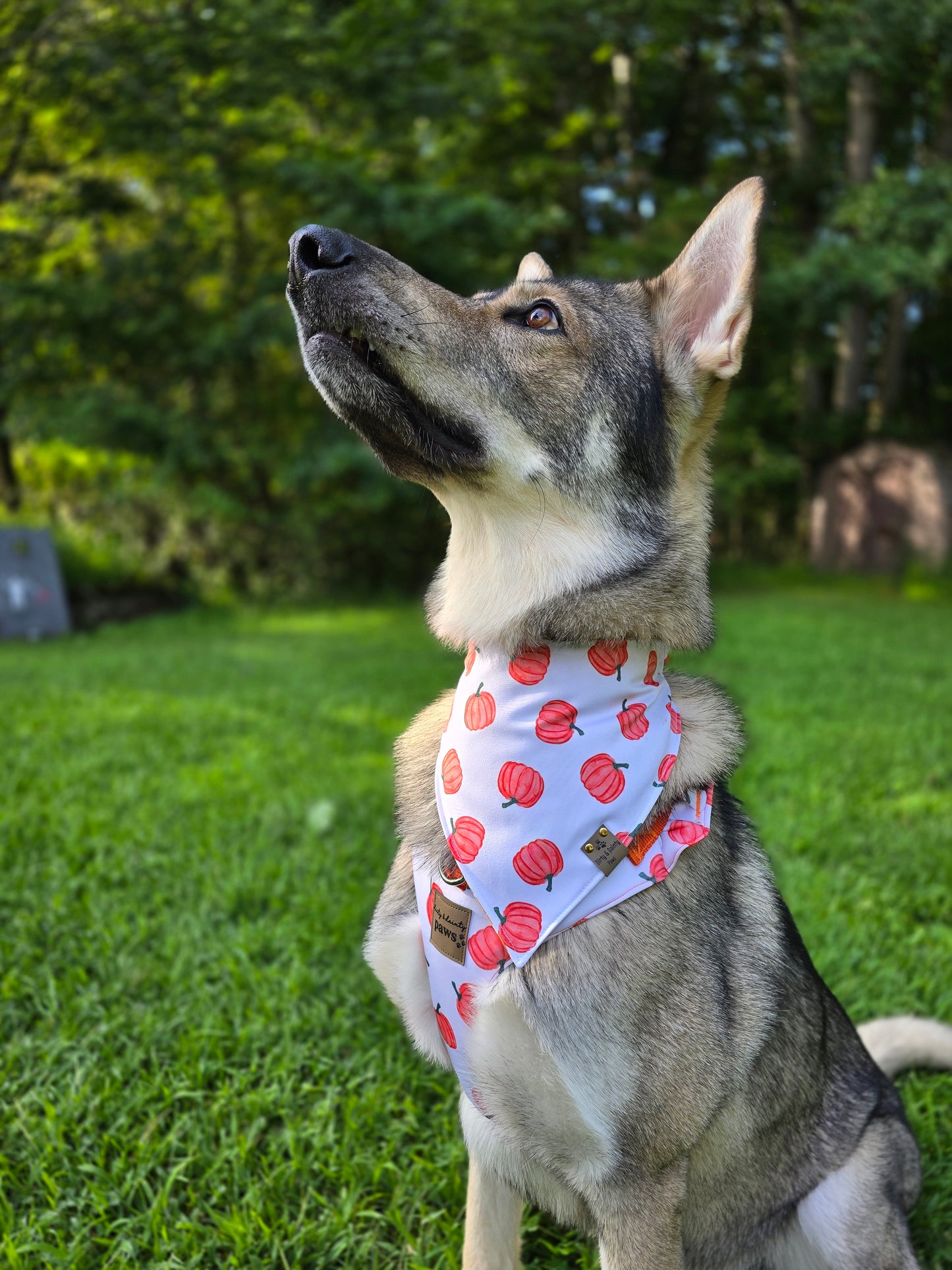 Pumpkin Toss| Plaid Reversible Scrunchie Dog Bandana