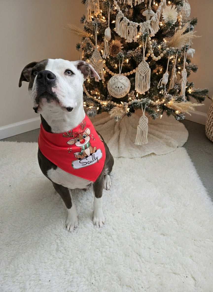 Dog wearing a red bandana with 'Sally' on it, standing in front of a decorated Christmas tree.