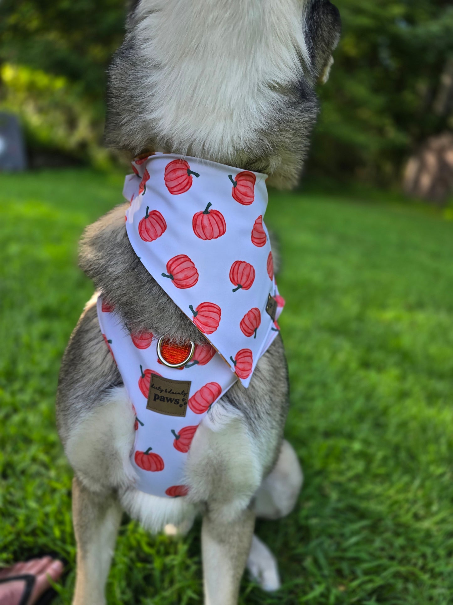 Pumpkin Toss Adjustable Neoprene Dog Chest Harness | 4-Point Adjustable Walking Harness