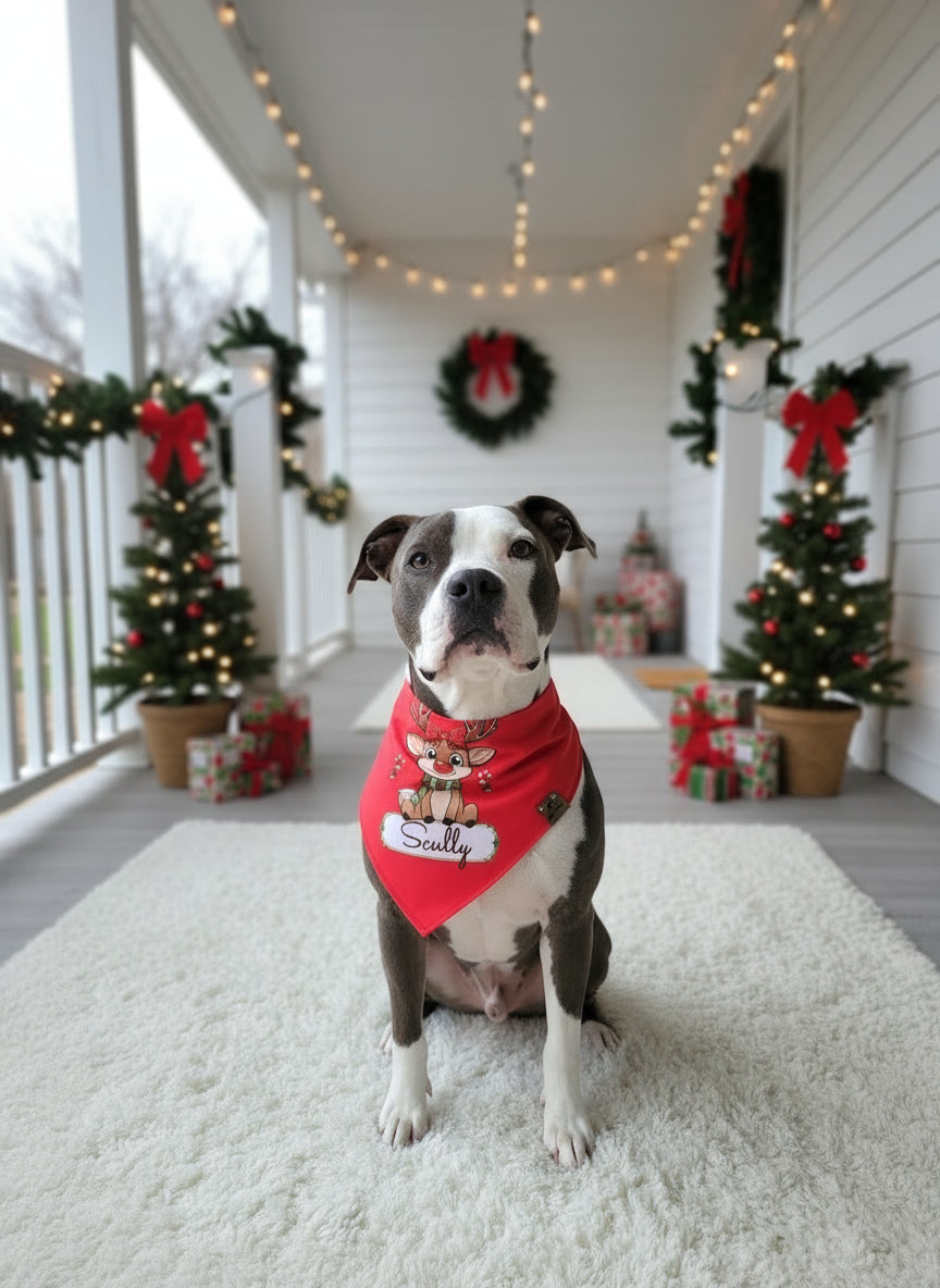 Dog wearing a red bandana with a name tag on a decorated porch during Christmas.