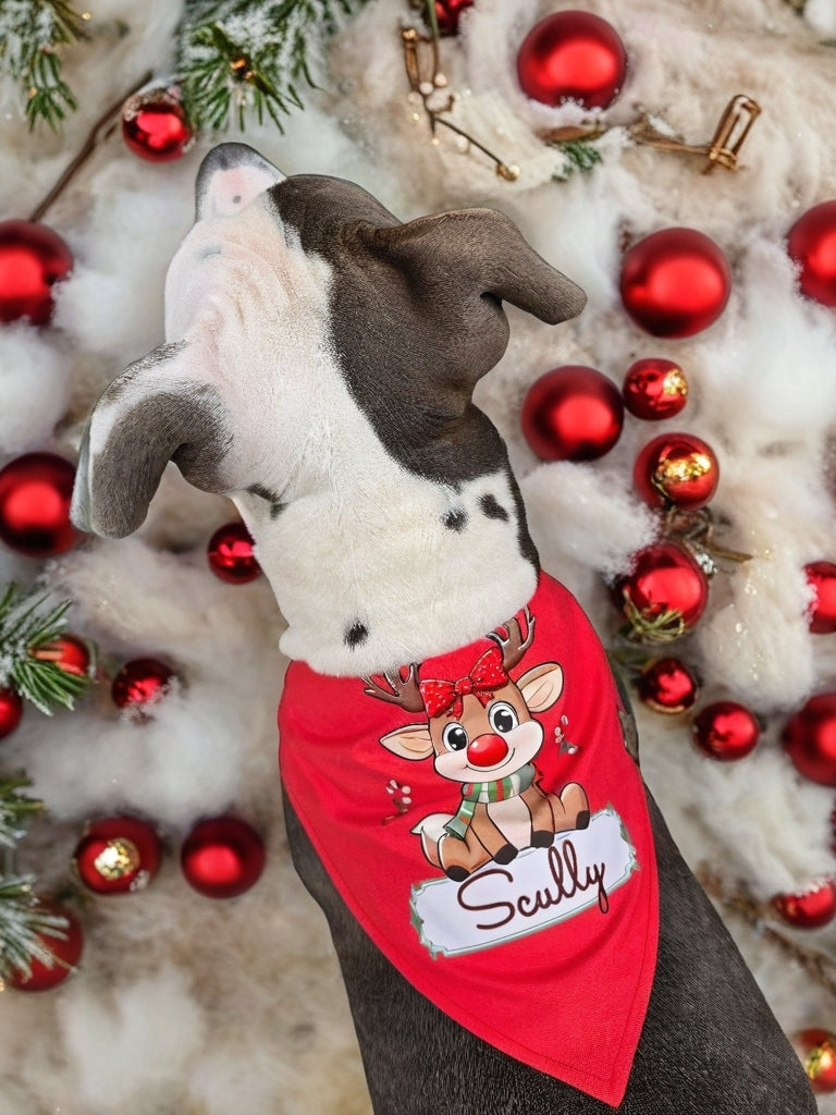 Dog wearing a red bandana with a reindeer design and 'Scully' text, surrounded by Christmas decorations.