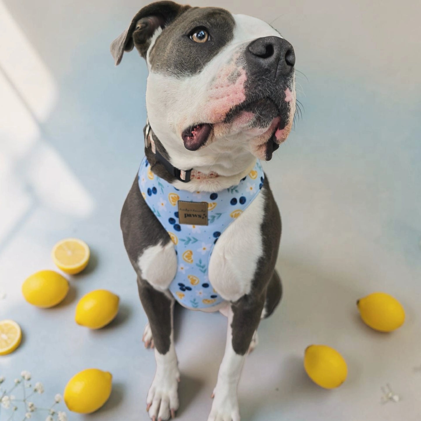 Blueberries and Lemons Neoprene Chest Harness Water Resistant