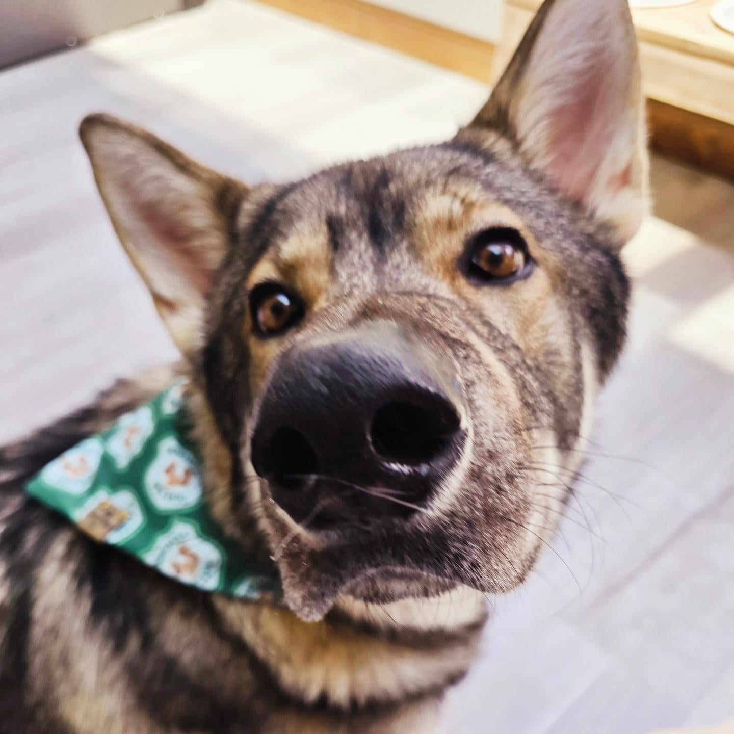 Squirrel Patrol Reversible Scrunchie Dog Bandana