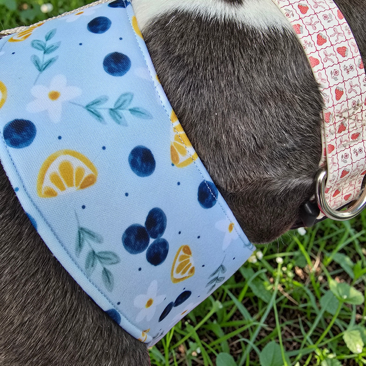 Blueberries and Lemons Neoprene Chest Harness Water Resistant
